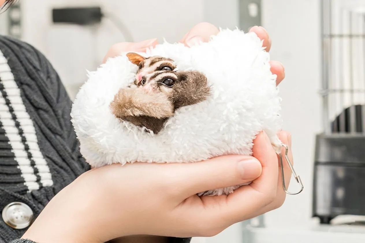 手のひらで包まれるフクロモモンガのアップ